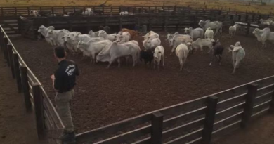 Operação combate gado ilegal na Terra do Meio, em Altamira, no Pará. — Foto_ Reprodução _ ICMBio