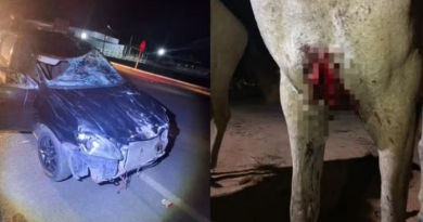Veículo de passeio ficou com a frente danificada cavalo sofreu corte profundo no peito