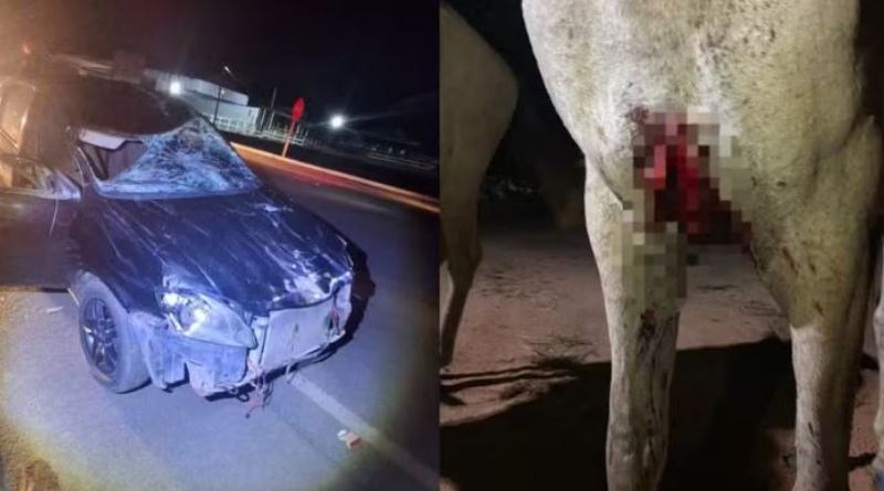 Veículo de passeio ficou com a frente danificada cavalo sofreu corte profundo no peito