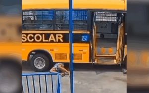 onibus