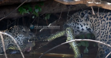 onças brincam de cabo de guerra com cobra sucuri