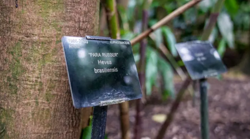 Hoje, ainda há uma seringueira plantada no Kew Gardens, em Londres  Foto João da Mata  BBC

O ano era 1876 e o local era o porto de Belém do Pará. O inglês Henry Wickham, a bordo do transatlântico SS Amazonas, estava nervoso. Um atraso poderia arruinar a carga valiosa e perecível que ele carregava no porão 70 mil sementes da Hevea brasiliensis, a seringueira.

Às autoridades portuárias paraenses, ele declarou que dentro das caixas havia amostras botânicas extremamente delicadas destinadas ao Jardim Botânico Real de Kew Gardens, de propriedade de Sua Majestade Britânica, a rainha Vitória, em Londres.

Na minha mente, eu tinha toda a certeza de que se as autoridades descobrissem o objetivo do que eu tinha a bordo, seríamos detidos sob a alegação de que necessitavam de instruções do governo central do Rio, se é que não seríamos interditados, escreveu Wickham nas suas memórias.

Liberado para cruzar o Atlântico, numa viagem calma e azul, o inglês deixava para trás uma cidade em obras que estava se transformando em uma das mais modernas e pujantes das Américas, mas não por muito tempo.

Como a elite de Belém iria descobrir algumas décadas mais tarde, o objetivo encoberto pelo inglês era puramente econômico estabelecer uma indústria de cultivo de seringueiras, então exclusivas da Amazônia, do outro lado do mundo, nas colônias britânicas na Ásia.

E ele foi cumprido.

Wickham ao lado de uma seringueira plantada a partir de semente levada por ele da Amazônia  Foto Getty Images

Naqueles anos, a industrialização nos países da Europa e nos EUA crescia a um ritmo rápido, e a demanda pela poderosa borracha encontrada no Brasil, que passou a ser usada em pneus e máquinas, explodia.

Na década de 1860, você chega a uma situação em que o preço da borracha que chega aos portos de Londres é maior do que o da prata, conta à BBC News Brasil Caroline Cornish, coordenadora de pesquisa em humanidades do Kew Gardens, em Londres, instituição da realeza que contratou os serviços de Wickham.

As potências imperiais perceberam que, se quisessem expandir suas indústrias a um preço acessível, teriam que assumir o controle de seu próprio suprimento de borracha. Então foi isso que motivou todo o projeto de tirar sementes do Brasil e replantá-las, no nosso caso, em territórios britânicos no Sudeste Asiático.

No Jardim Botânico de Londres, apenas 2,6 mil das sementes levadas por Wickham germinaram, e foi o suficiente para serem transplantadas a países como Singapura, Malásia e Sri Lanka, onde se adaptaram com sucesso.

As vantagens dos seringais asiáticos criados pelos ingleses em relação aos brasileiros eram enormes. No Brasil, muitos seringais eram acessíveis somente por via fluvial, com meses de viagem entre o local de extração do látex e o destino final.

As seringueiras também estavam espalhadas pela floresta, não concentradas em um só lugar.

Na década de 1910, diante da nova concorrência concretizada, a economia amazônica, que vinha se baseando quase exclusivamente na exploração da borracha, ruiu.

Essa economia se revela, na verdade, desde muito cedo, uma economia muito frágil, muito dependente de uma única commoditie e dos preços do mercado internacional, explica Nelson Sanjad, especialista no ciclo da borracha no Museu Paraense Emílio Goeldi, em Belém.

Belém era o porto por onde saía a borracha da Amazônia em direção à Europa  Foto Vitor SerranoBBC

A travessia de Wickham da Amazônia à Europa naquele ano, portanto, marcou o início do fim do que foi chamado de ciclo da borracha, o auge da economia da região entre o fim do século 19 e início do século 20.

Era também o início de uma decadência de cidades como Manaus e Belém, transformadas durantes décadas em centros de riqueza, de arquitetura europeia e pioneiras em reformas urbanas, como a implantação de sistemas de iluminação elétrica.

Para os milhares de brasileiros que haviam se mudado para as periferias amazônicas, atraídos pela fascinação quase mítica da borracha, restou a floresta que o mundo pela primeira vez dava as costas.

Agora, sede da Conferência da ONU sobre Mudança Climática, a COP30, Belém traz os olhos do mundo de volta para a floresta. Dessa vez, para enxergar nela não o que se pode extrair, mas o que se pode preservar.

A BBC News Brasil mergulhou nessa história (veja também em vídeo) e ouviu dos especialistas os aprendizados - sobre biodiversidade, desenvolvimento e desigualdade - que os altos e baixos do ciclo da borracha podem trazer para vida atual de Belém e da floresta.

Wickham, ladrão
A colheita das sementes de seringueiras na região do rio Tapajós, no oeste do Pará, e a passagem por Belém são descritas pelo próprio Wickham como uma farsa montada e um contrabando, como relata o escritor Joe Jackson no livro O ladrão do fim do mundo (Editora Objetiva).

Mas, para o pesquisador Nelson Sanjad, do Museu Paraense Emílio Goeldi, parte dessa narrativa foi usada pelo próprio Wickham para dar contorno de heroísmo à sua história.

Pelos serviços prestados à coroa britânica, ele chega a receber o título de cavalheiro da Ordem do Império Britânico, tornando-se Sir, em 1920.

Mas o que de Wickham de fato fez, segundo Sanjad, foi completar um processo que muitos exploradores europeus tentavam concluir naquele momento levar as seringueiras para fora do Brasil.

Henry Wickham foi visto como herói no Reino Unido  Foto AFP via Getty Images

Ele é a pessoa que teve talvez as condições apropriadas, no momento certo, para fazer essas coletas, o trabalho de reprodução no jardim botânico e a organização da produção em larga escala no mundo colonial europeu, diz o pesquisador.

Além do inglês, os franceses e holandeses tentaram realizar o mesmo processo com plantações no Vietnã e na Indonésia, respectivamente, mas sem o sucesso britânico.

Agora é um fato que ele se torna o ícone, o símbolo da falência dessa economia da Amazônia, completa Sanjad.

Contatado pelo Kew Gardens, Wickham já vivia na Amazônia, na região de Santarém (PA), com vínculos com os chamados federados, americanos fugidos da guerra civil no Sul dos Estados Unidos.

Ele certamente conhecia bem a terra, as pessoas e consegue reunir as 70 mil sementes em questão de poucos dias, relata a pesquisadora Caroline Cornish, do Kew Gardens.

Apesar de a coleta das sementes e a transferência para Londres ser descrita como roubo e um dos primeiros casos de biopirataria, os termos também são alvo de debate.

Se você está apenas olhando para a estrutura legal na época, não havia uma lei sobre a exportação de sementes de borracha do Brasil. Então, não era tecnicamente ilegal, mas obviamente também não era completamente ético, diz Cornish, em Londres.

Em Belém, Nelson Sanjad reforça que não havia uma legislação que apontasse uma ilegalidade da ação naquela época e que, portanto, não deve ter sido difícil para Wickham sair do Brasil com o navio cheio.

Eu creio que considerar isso biopirataria ou tráfico seja um anacronismo, avalia. Isso é, avaliar um fato do passado com as lentes de hoje.

Nós temos notícias de naturalistas que entram na Amazônia e levam milhares de plantas, animais e artefatos indígenas. Essa é uma prática comum no século 19, uma prática colonial de apropriação.

A seringueira é nativa da floresta Amazônia  Foto Vitor SerranoBBC

Acho que o mais importante de tudo isso não é julgar e condenar, mas tentar entender essas formas de controle, de produção, de colonialismo, que estão em jogo nesse momento, no século 21, para que isso não se perpetue, conclui Sanjad.

Representando o Kew Gardens, Caroline Cornish diz que o jardim botânico de Londres reconhece que o colonialismo foi um processo extrativista, que foi um dos muitos atores envolvidos nesse movimento e em todas as consequências ambientais, humanas e econômicas.

Das bolas indígenas aos pneus Michelin
Seja para impermeabilizar objetos ou para a fabricação de bolas usadas em brincadeiras, os povos indígenas da Amazônia já usavam o látex séculos antes dos primeiros contatos com os europeus.

Em 1730, acontece um marco importante do conhecimento do látex no outro lado do mundo, com a viagem do explorador francês Charlie Marie de La Condamine.

Em expedição pelo rio Amazonas, ele convive com indígenas Omágua e começa a escrever sobre a borracha utilizada por aquele povo. Os relatos logo se espalham pela Europa.

Bola de látex feita por indígenas da Amazônia e as sementes de seringueira  Foto Getty Images

No Brasil, os portugueses começam a aplicá-la na impermeabilização de calçados, com evidências documentais mostrando existência de fábricas de botas e sapatos em Belém que exportavam para Europa desde o final do século 18.

Mas havia um problema a borracha, até então, era um material inconsistente, sem estabilidade. No excesso do calor, ela ficava pegajosa; no excesso de frio, quebradiça.

Isso muda em 1839, quando o inventor americano Charles Goodyear cria um processo chamado vulcanização,

Ele consistia em misturar a borracha com enxofre e aquecê-la, para que ela ficasse mais resistente, durável e elástica.

A partir daí, várias novas tecnologias, produtos e aplicações começaram a surgir, como o pneu de automóvel, inventado pelos irmãos Michelin em 1845

A borracha é a matéria-prima que propicia uma segunda revolução industrial. A partir dela, vários instrumentos e objetos que eram fabricados antes com couro, começam a ser fabricados com a borracha, tendo uma aplicação praticamente infinita, explica Nelson Sanjad.

O comércio da borracha passa a escalar mundialmente, impulsionada pela popularização da bicicleta e a chegada dos automóveis

Estava formado o chamado boom da economia da borracha amazônica.

Na segunda metade do século 19, a Amazônia dominava pelo menos 90% do mercado mundial da borracha. O restante vinha de outras árvores, menos produtivas que a seringueira brasileira.

Também nessa época, o governo brasileiro abre o rio Amazonas ao comércio internacional, permitindo a entrada de navegadores europeus.

Eram muitos agentes coloniais oriundos de instituições científicas e empresas de exportadores em busca desse ouro negro, como era chamado a borracha nessa época, conta Sanjad.

Rapidamente Belém foi do boom à decadência com a queda da borracha brasileira  Foto Vitor SerranoBBC
Os europeus e os americanos estavam, na verdade, tentando criar alternativas ao fornecimento dessa borracha cada vez mais essencial - e não queriam ficar dependentes de um único país, o Brasil.

Enquanto eles não conseguiam fazer isso, as cidades da Amazônia se desenvolviam em torno da (frágil) economia da borracha. Primeiramente Belém, principal porto para saída ao Atlântico; e, depois, Manaus.

De 'Paris N'Ámerica' a Belém das baixadas
Sede do porto de onde, num primeiro momento, saía toda a borracha em direção à Europa, Belém foi rapidamente se transformando de pequena capital restrita a uma atividade portuária a um centro urbano que replicava o que era considerado moderno naquela época. Ou seja a Europa.

Os governantes da época queriam mostrar que Belém era uma das capitais do mundo em termos de importância, de beleza e de riqueza, conta Rebeca Ribeiro, diretora do Departamento de Patrimônio Histórico, Artístico e Cultural do Pará.

Então, se queria que Belém fosse parecida com Paris e Londres.

O maior símbolo dessa época na cidade é Theatro da Paz, na Praça da República. Inaugurado em 1878, ele foi inspirado no Teatro alla Scala, de Milão, na Itália.

Theatro da Paz é considerado o maior símbolo do ciclo da borracha em Belém  Foto Vitor SerranoBBC
Além dos edifícios, também há a transformação de toda infraestrutura da cidade, como rede de esgoto, sistema de iluminação elétrica, transporte ferroviário e usinas para cremação de lixo. Novas avenidas largas, arborizadas e planejadas são construídas como boulervards parisienses.

O responsável para dar impulso às maiores reformas urbanas de Belém foi o intendente Antonio Lemos (o equivalente a prefeito naquela época), que chega ao poder em 1897.

Nesse momento, ele vai desenvolver um novo código de posturas para a cidade, explica a professora Celma Vidal, coordenadora do Laboratório de Historiografia da Arquitetura e Cultura Arquitetônica da Universidade Federal do Pará (UFPA).

Ele começa a dizer como as pessoas deveriam morar, como deveriam ser as casas, as diretrizes de como as pessoas deveriam agir no espaço público e até nos espaços privados, nas suas casas.

Belém chegou a ser apelidada de Paris N'Ámerica e Manaus, que enriqueceria alguns anos mais tarde, a Paris dos Trópicos.

A capital paraense também se torna o primeiro centro financeiro da região, com instalação de bancos europeus que vão financiar as reformas urbanas e a própria economia da borracha.

Belém ganhou avenidas inspiradas nos boulevards franceses  Foto ArquivoIBGE 

Com tanto dinheiro circulando, o Norte se torna pela primeira vez o destino de uma imigração massiva dentro do Brasil.

Entre 1870 e 1900, 300 mil nordestinos teriam migrado para toda a Amazônia, segundo pesquisas, fugindo das secas.

Entre os Censos de 1890 e 1920, a população de Belém saltou de 50 mil para 236 mil habitantes, um crescimento de 370%, menor apenas que o de São Paulo, que vivia o auge da exploração de outra riqueza o café.

Mas enquanto os donos de seringais e as empresas europeias que forneciam infraestrutura enriqueciam, boa parte dos migrantes acabava ficando sem trabalho - e sem dinheiro.

O lucro fica nas mãos de poucas famílias que detêm as terras. Mas a riqueza mesmo produzida pela exportação do látex não fica na região amazônica. Ela é drenada pelas casas exportadoras e pelas instituições bancárias que forneciam crédito a preço muito caro, conta pesquisador Nelson Sanjad.

Os milhares de migrantes que chegavam e não iam trabalhar diretamente nos seringais começaram, então, a povoar as margens de Belém.

São os arrabaldes da cidade, as áreas mais baixas, que a gente chama desde então de baixadas. Havia muita pobreza nesse momento, explica a professora Celma Vidal, da UFPA.

A desigualdade existia em várias cidades brasileiras nesse momento, mas talvez em Belém isso apareça de uma forma mais clara, em função de uma riqueza muito intensa dessa elite da borracha. Então, talvez esse contraste ele seja mais evidente.

Quando o dinheiro da borracha para de jorrar com o sucesso dos seringais asiáticos criados pela Inglaterra, a elite paraense entra em decadência e a infraestrutura urbana começa também a se deteriorar.

Mas a periferia não vai vivenciar essa decadência, porque ela realmente não tinha esses serviços a seu dispor. Então, essa decadência é válida para um determinado lado da cidade, mas não para toda população, diz Vidal.

A partir do fim dos anos 1930, um novo ciclo passageiro da borracha ainda deu esperança para a elite seringalista e seringueiros na Amazônia.

Com a Segunda Guerra Mundial, o Japão bloqueou o acesso dos países aliados, como Reino Unido e EUA, ao látex asiático. E isso colocou o Brasil na rota do comércio mundial de novo.

Foi nessa época que foram convocados para Amazônia os chamados soldados da borracha.

Entre 1943 e 1945, cerca de 55 mil pessoas, a maioria mais uma vez vinda do Nordeste, chegou à região com o objetivo de extrair borracha para a indústria dos Estados Unidos.

Mas, depois do fim da guerra e a abertura do mercado asiático, os Estados Unidos suspenderam os investimentos, e a Amazônia voltou a sofrer com a decadência econômica.

Desde então, a extração de borracha nunca mais teve a mesma importância econômica, embora a atividade tenha permanecido em escala local na Amazônia, em Estados como o Acre.

No segundo ciclo da borracha, porém, mais uma vez as periferias da Amazônia continuaram crescendo, sem o acompanhamento de serviços públicos.

Sempre as áreas periféricas ficam à mercê. É assim há décadas, décadas e décadas. Isso foi se tornando uma coisa estrutural, diz Celma Vidal, da UFPA.

E as políticas que foram sendo desenvolvidas ao longo do tempo por vários governos não atacaram isso de uma forma como deveria ser feito.

Moradores do Barreiro seguem na expectativa de obras no canal que corta o bairro  Foto Vitor SerranoBBC

Belém, segundo o IBGE, é hoje a capital com mais pessoas vivendo em favelas (na cidade, as baixadas) no Brasil cerca de 57%. Em segundo lugar, está outra capital da borracha, Manaus, com cerca de 56%.

Agora, com a COP30, Belém tem vivido um momento de transformação urbana que não via há décadas. Investimentos bilionários abriram novas avenidas, reformaram prédios públicos e criaram novos espaços de lazer.

O prefeito Igor Normando (MDB) chegou a dizer num evento em outubro que a cidade vive um novo ciclo da borracha.

Belém não acompanhou o desenvolvimento e continuou com política extrativista. E isso fez com que declínio do ciclo da borracha fosse algo sem precedentes para nossa cidade, disse.

Hoje estamos vivendo um segundo momento, que é momento da COP, momento em que estamos vivendo quase segundo ciclo da borracha. Para que isso possa ocorrer, precisamos estar atentos ao pós-COP, declarou o prefeito.

As obras têm dado autoestima para a cidade, que prontamente começou a ocupar os novos espaços urbanos. Mas, para muitos que moram na periferia, a sensação é de que mais uma vez podem estar ficando de lado.

Quando surgiu essa COP 30, nós ficamos muito apreensivos de transformar a vida da periferia, transformar o povo da periferia, diz o cantor Charles Augusto Evangelista, líder comunitário do bairro Barreiro, vizinho ao Parque da Cidade, um centro de eventos construído para receber o evento mundial.

No meio do bairro, passa um canal, o de São Joaquim, com mais de dois quilômetros de extensão. A prefeitura de Belém prometeu uma nova urbanização para a área, hoje marcada por lixo e ocupação irregular das margens.

Para a COP, estão sendo contemplados apenas 720 metros do canal, e 40% da obra está concluída, segundo a prefeitura.

A urbanização das margens de canais em regiões nobres ou centrais, como o da Nova Doca e da Almirante Tamandaré, foram totalmente concluídos.

A prefeitura não informou se tem planos pós-COP para o canal de São Joaquim.

Mesmo que as obras não estejam acontecendo em seu bairro do Barreiro, Charles Augusto diz perceber que Belém está um canteiro de obras, com melhorias no espaço urbano que podem alcançar todos.

Mas essas obras não impactam diretamente o dia a dia das pessoas da periferia. Eu acho que temos um grande caminho ainda pela frente, e eu não sei o que vai acontecer depois da COP, diz.

São mazelas políticas de anos, de prefeitos, governadores, vereadores, deputados que não se preocuparam com o futuro. Esse futuro de hoje foi ocasionado no passado.

Obras da COP30, como a da Nova Doca, têm sido vistas como um novo momento de transformação urbana de Belém  Foto Vitor SerranoBBC