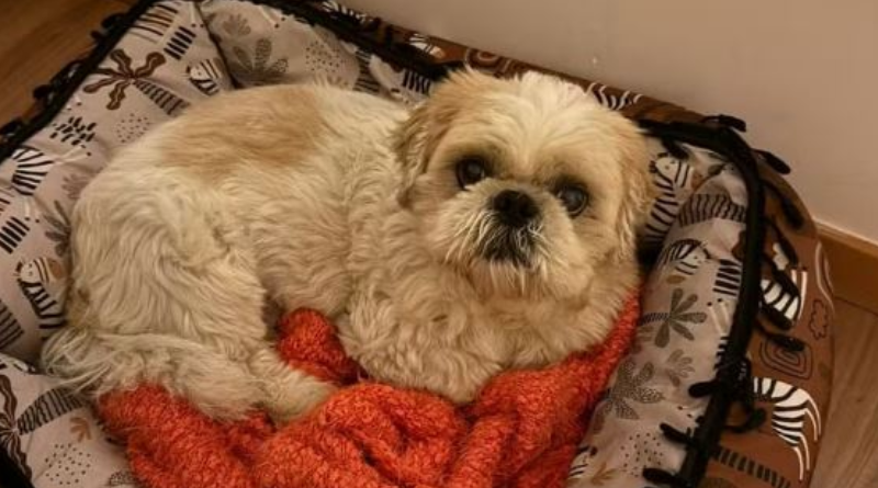 Novo Projeto - 2025-11-25T085333.069