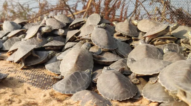 Novo Projeto - 2025-11-26T143318.366