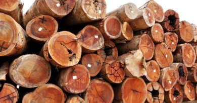 Técnicos do ICMBio identificaram armazenamento irregular de madeira em Altamira - Foto_ Serviço Florestal Brasileiro