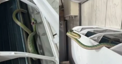 cobra-arcondicionado