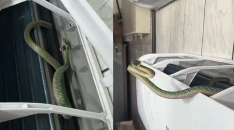 cobra-arcondicionado