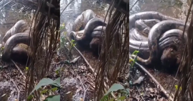 Novo Projeto - 2025-12-02T105215.806