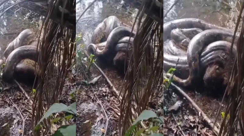 Novo Projeto - 2025-12-02T105215.806