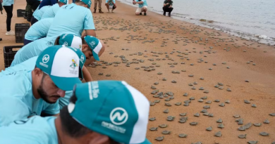 Novo Projeto - 2025-12-08T165526.367