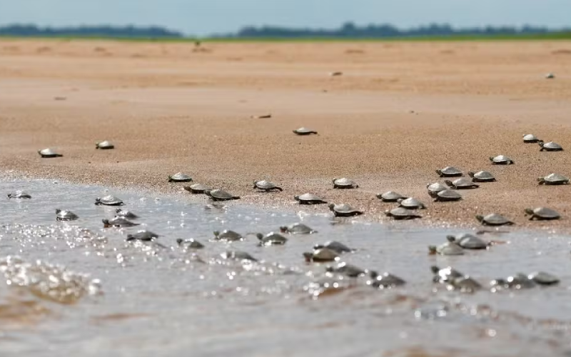 Novo Projeto - 2025-12-08T171739.168