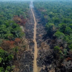 Controle do desmatamento reduz assassinatos na Amazônia; Novo Progresso está entre os municípios mais afetados