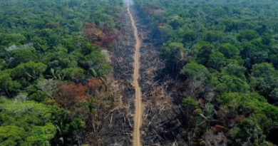 desmatamento amazonia