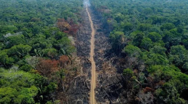 Controle do desmatamento reduz assassinatos na Amazônia; Novo Progresso está entre os municípios mais afetados