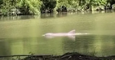 Boto- Jornal Folha do Progresso