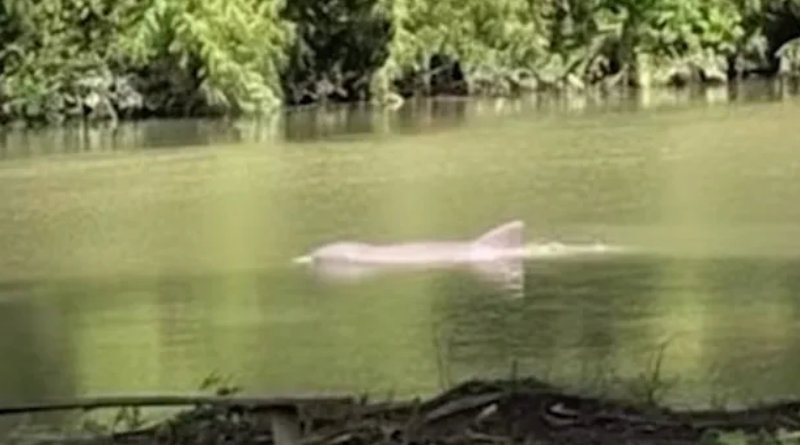 Boto- Jornal Folha do Progresso