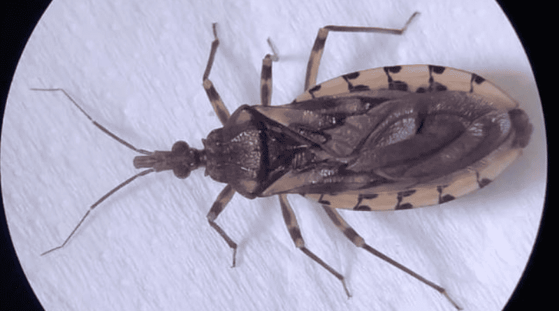 Doença de Chagas- Jornal Folha do Progresso (1)