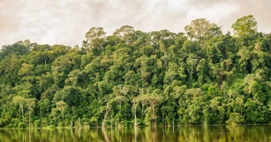 Floresta-desmatamento-Jornal Folha do Progresso
