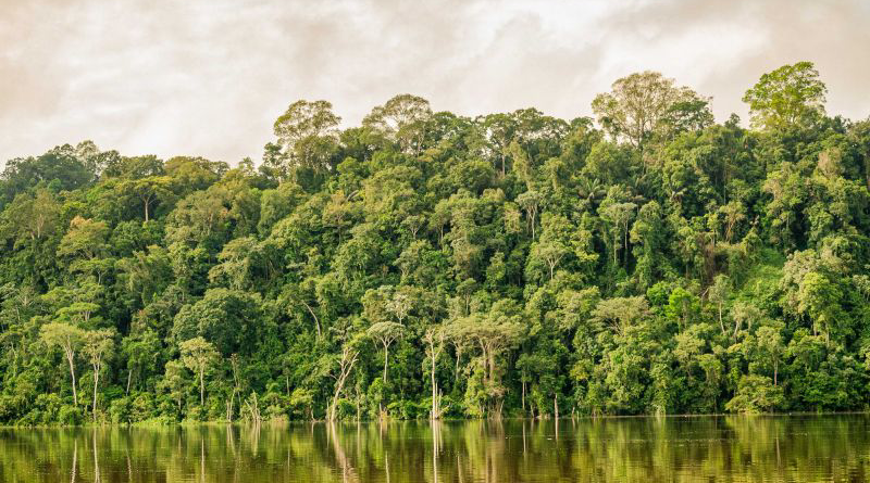 Floresta-desmatamento-Jornal Folha do Progresso