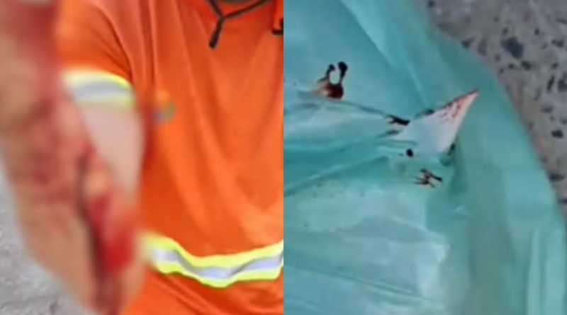 Gari Ferido-Jornal Folha do Progresso