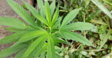 Maconha- Jornal Folha do Progresso