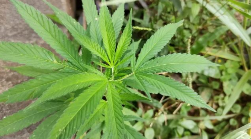 Maconha- Jornal Folha do Progresso