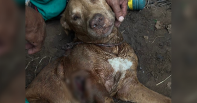 Maus tratos cachorro-Jornal Folha do Progresso