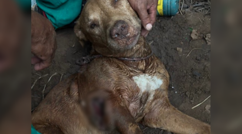 Maus tratos cachorro-Jornal Folha do Progresso