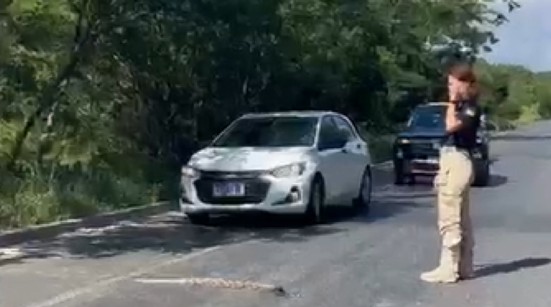 PRF- jiboia- Jornal Folha do Progresso