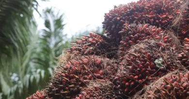 Safra de dendê-Jornal Folha do Progresso