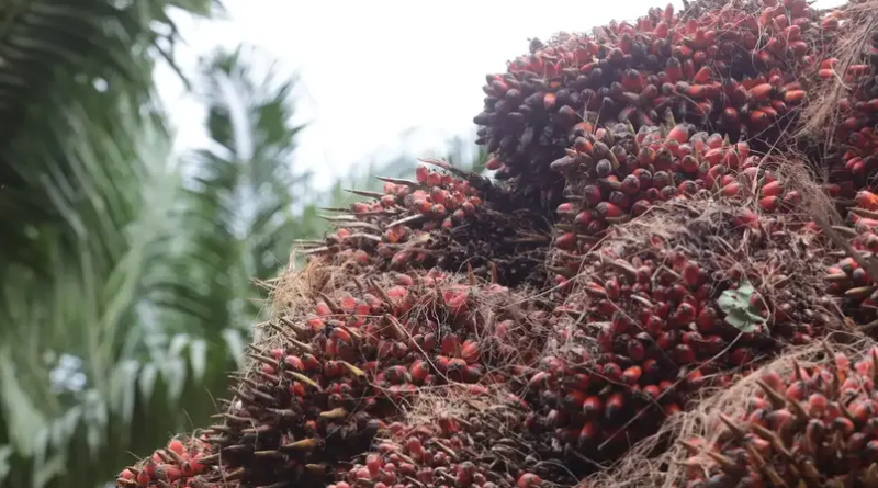 Safra de dendê-Jornal Folha do Progresso