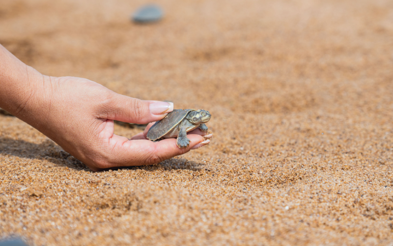 Tartarugas do Xingu | Foto: Reprodução/Helder Lana