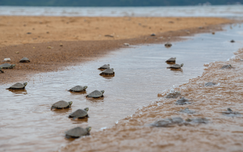 Tartarugas do Xingu | Foto: Reprodução/Helder Lana
