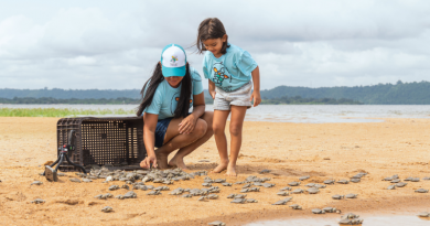 Tartarugas do Xingu | Foto: Reprodução/Helder Lana