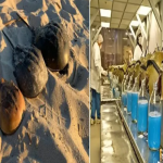 Espécie ameaçada tem sangue avaliado em mais de R$ 320 mil; conheça