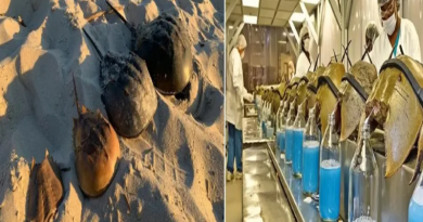 caranguejo-ferradura-Jornal Folha do Progresso