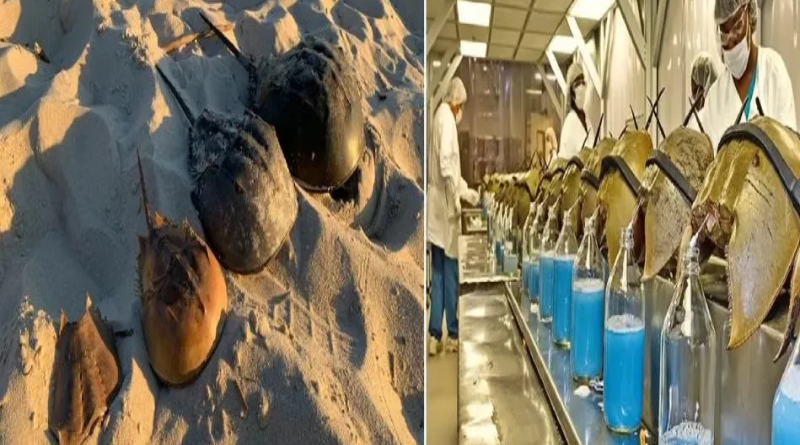 caranguejo-ferradura-Jornal Folha do Progresso