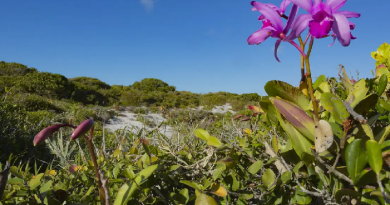 redução desmatamento-Jornal Flha do Progresso